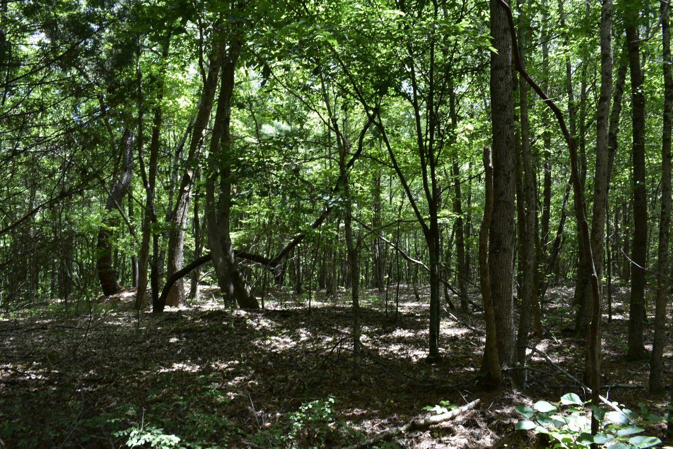307 Lavista Road Jefferson, GA 30549 - Photo 33 of 83 _DSC0091