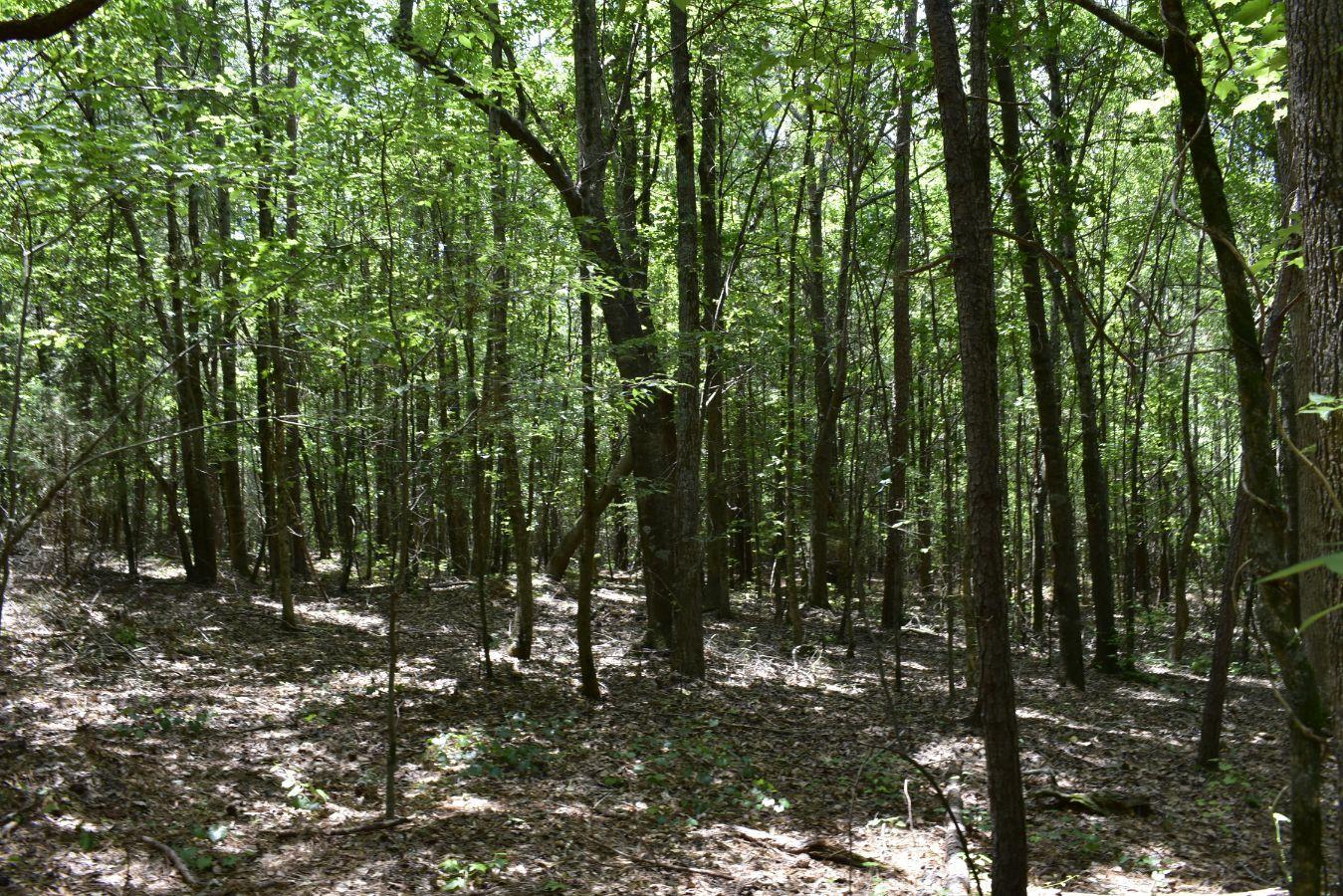 307 Lavista Road Jefferson, GA 30549 - Photo 34 of 83 _DSC0092