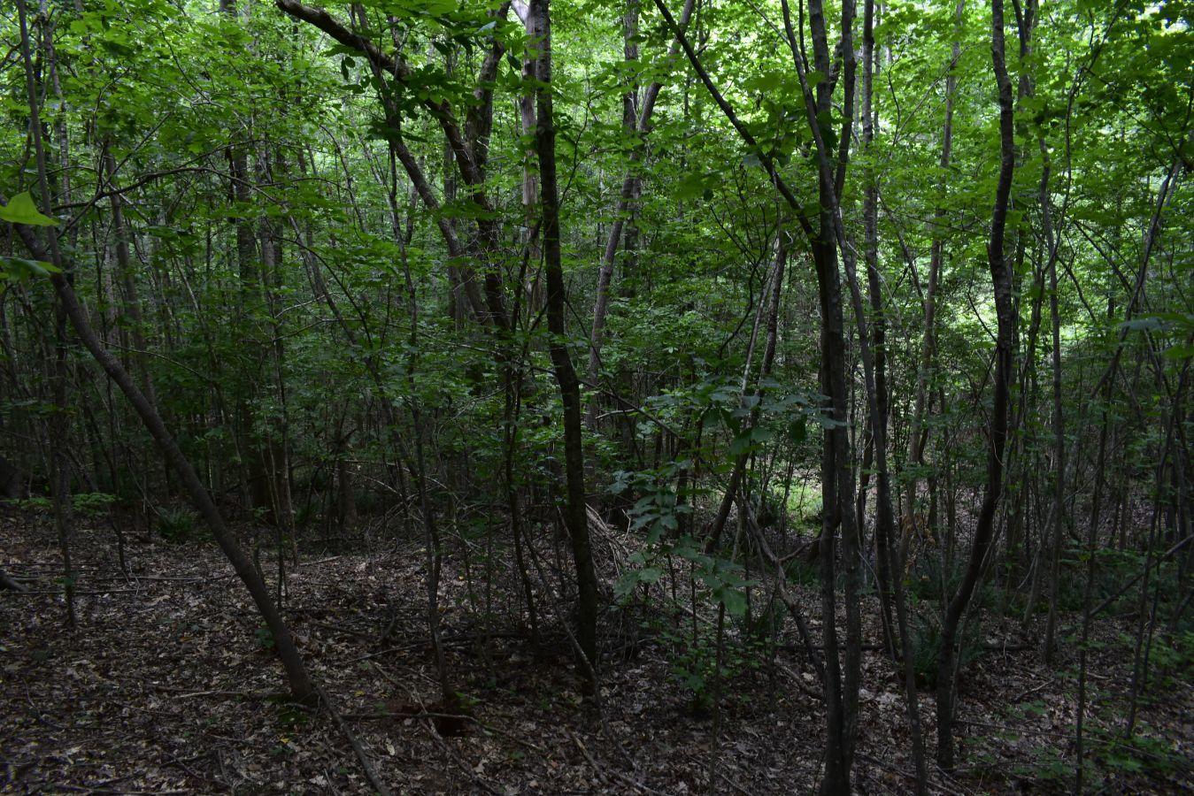 307 Lavista Road Jefferson, GA 30549 - Photo 46 of 83 _DSC0105