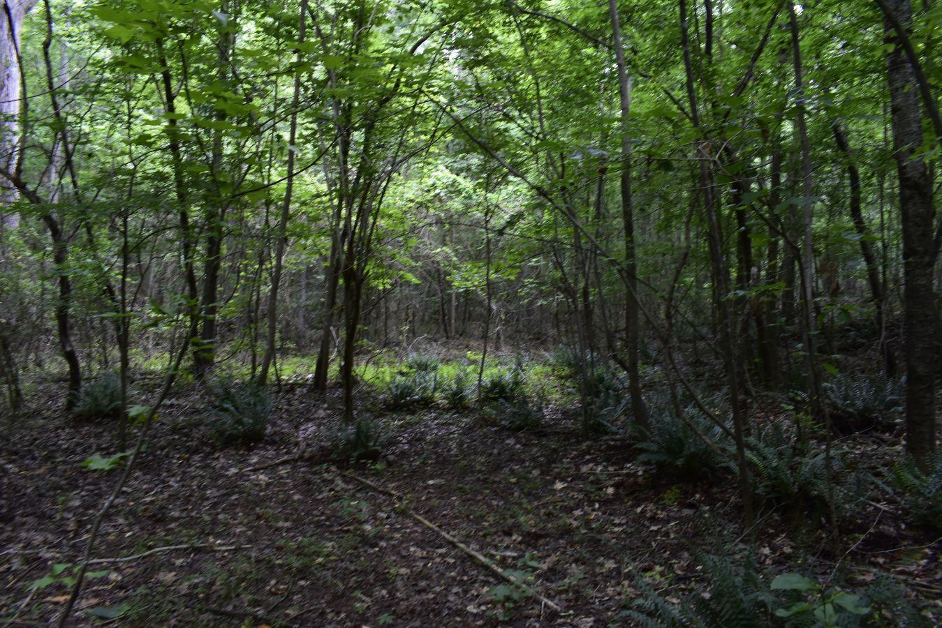 307 Lavista Road Jefferson, GA 30549 - Photo 51 of 83 _DSC0110