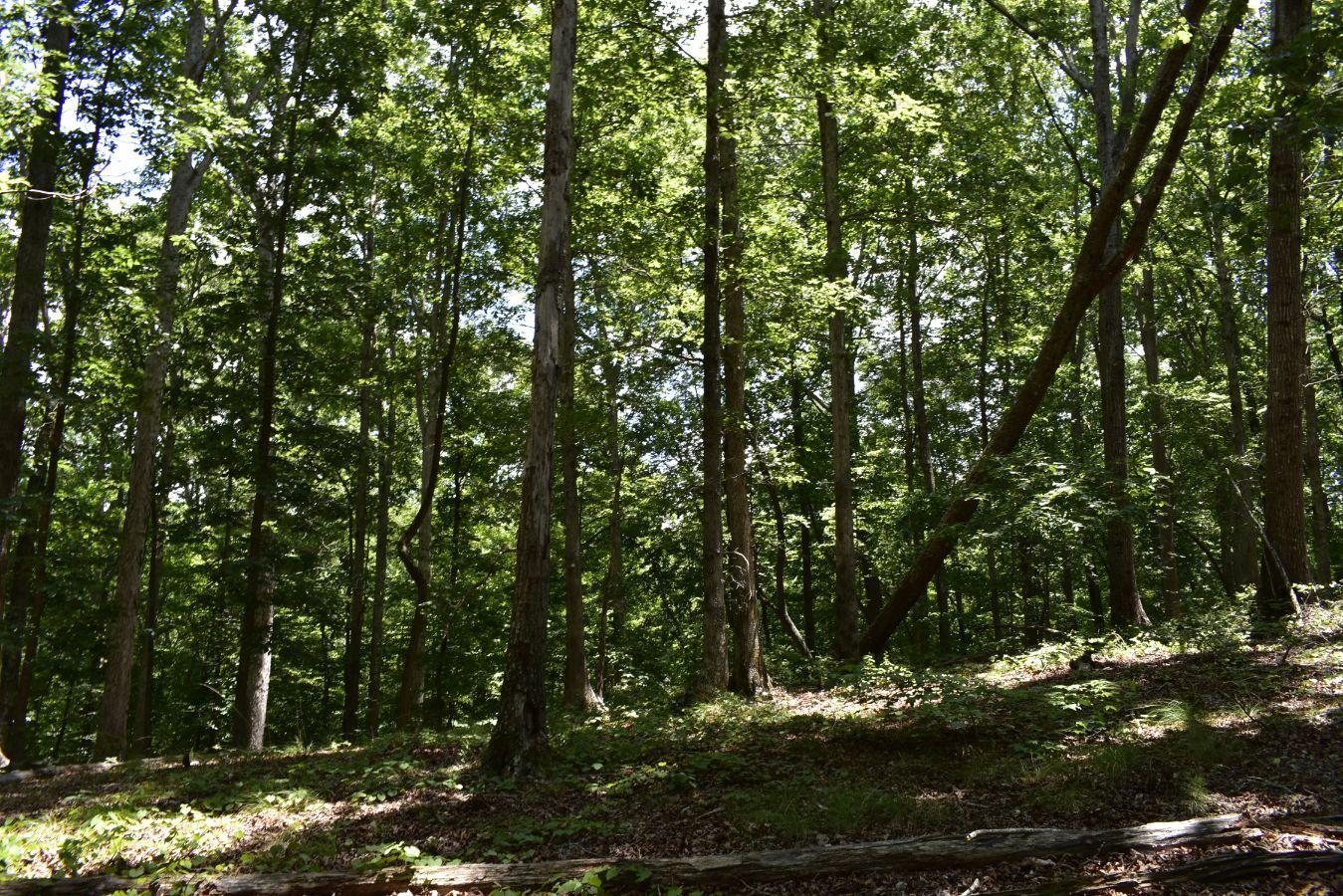 307 Lavista Road Jefferson, GA 30549 - Photo 76 of 83 _DSC0140