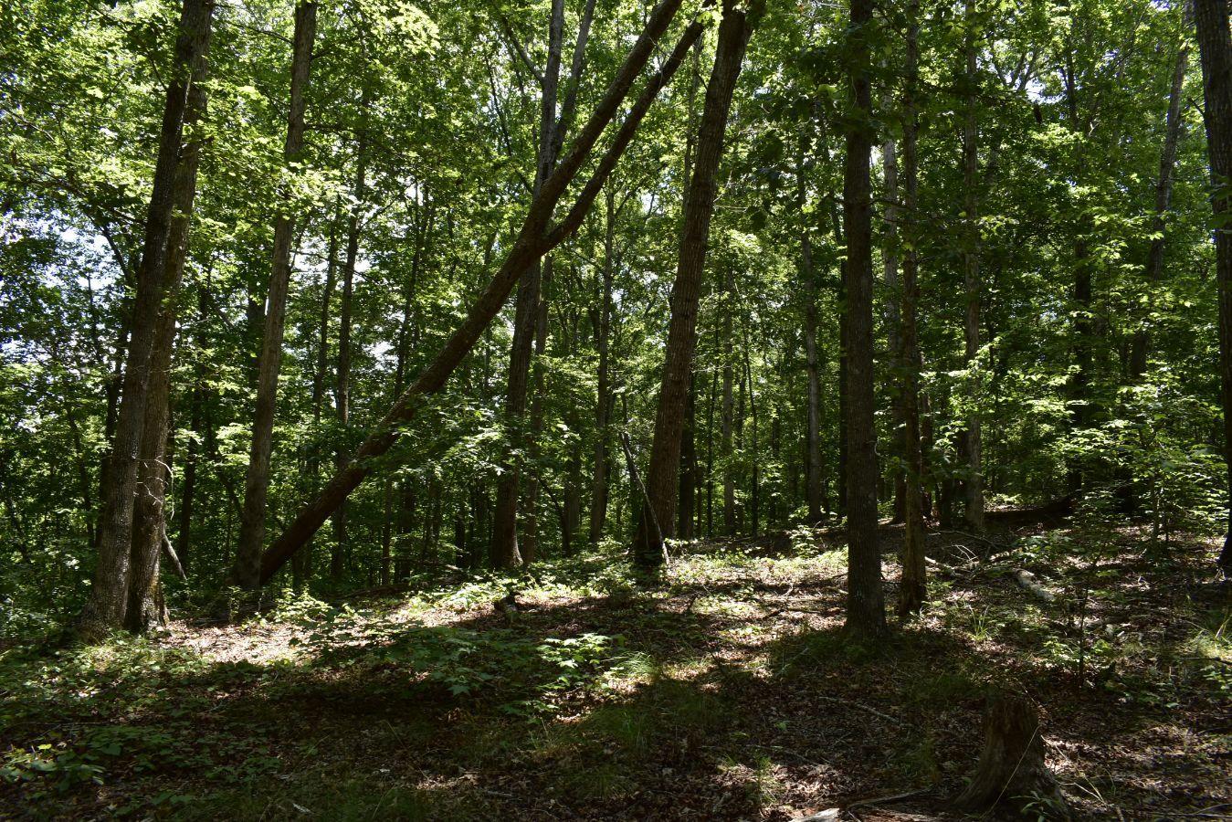 307 Lavista Road Jefferson, GA 30549 - Photo 78 of 83 _DSC0142