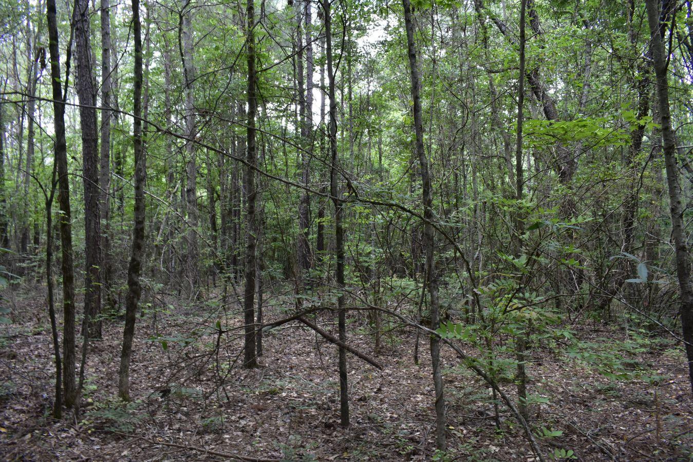307 Lavista Road Jefferson, GA 30549 - Photo 83 of 83 _DSC0148