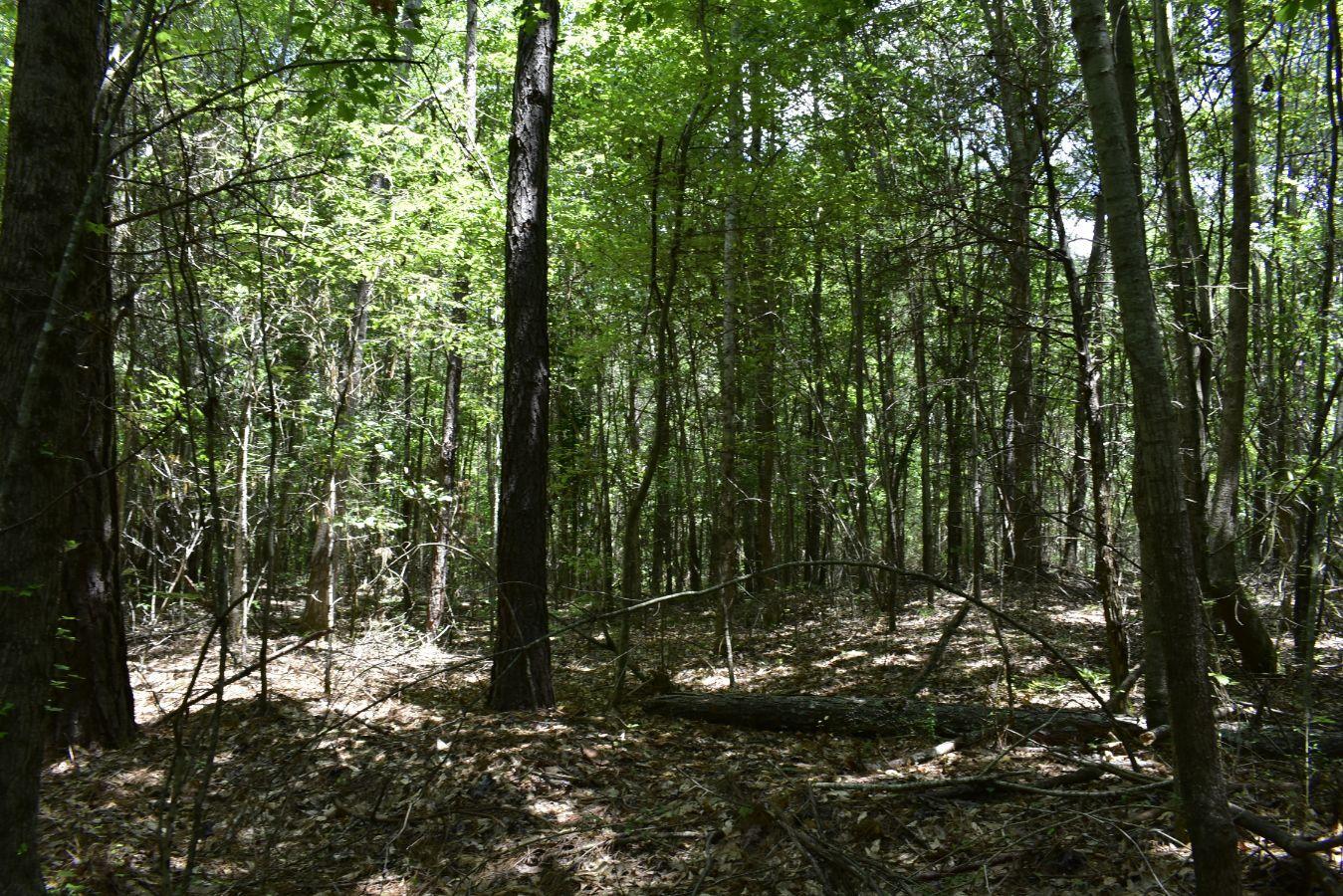 307 Lavista Road Jefferson, GA 30549 - Photo 10 of 83 _DSC0074