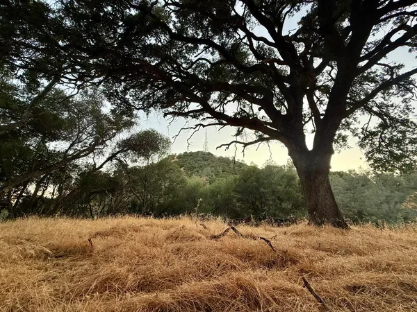 a view of a yard with a tree