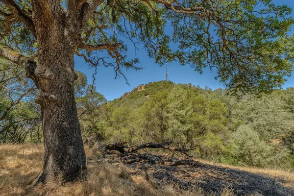 a view of a yard with trees