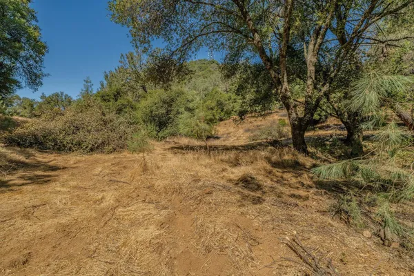 a view of a yard with a tree