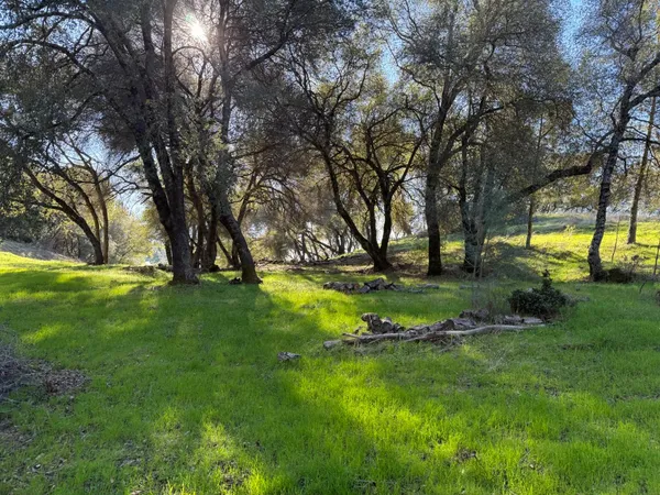 a view of a park with a tree