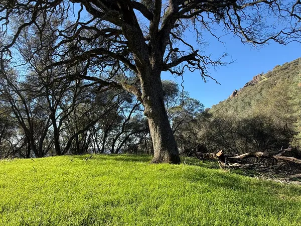 a view of yard with green space