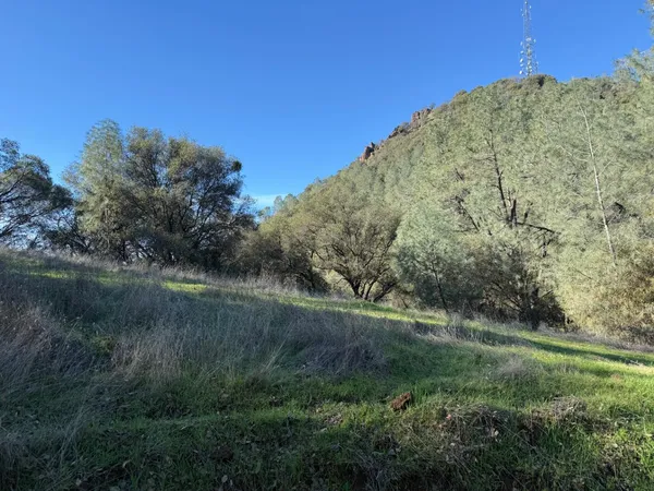 a view of a field with a tree in it