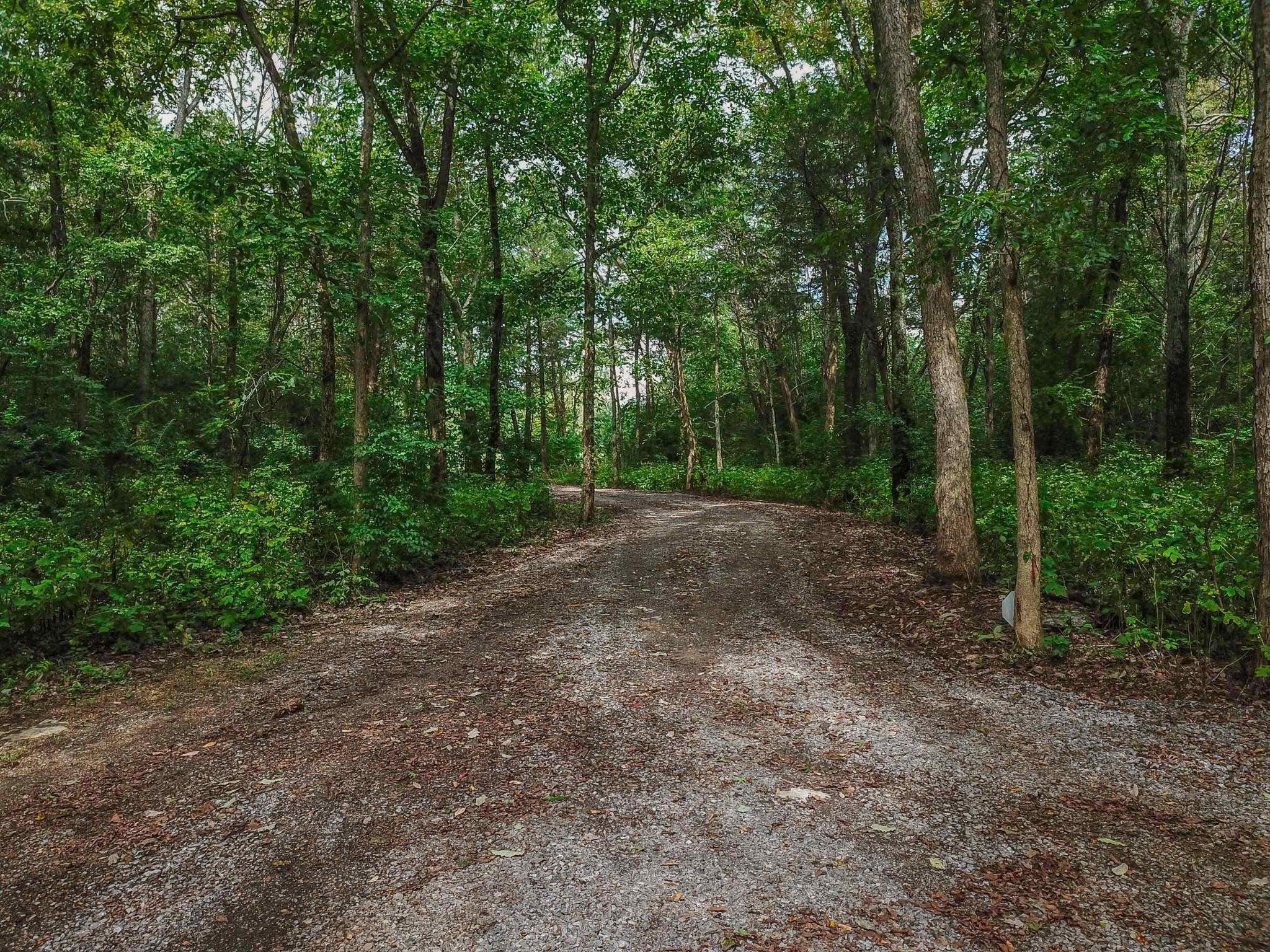 4683 Cairo Bend Road Lebanon, TN 37087 - Photo 4 of 49 a view of a forest with trees in the background