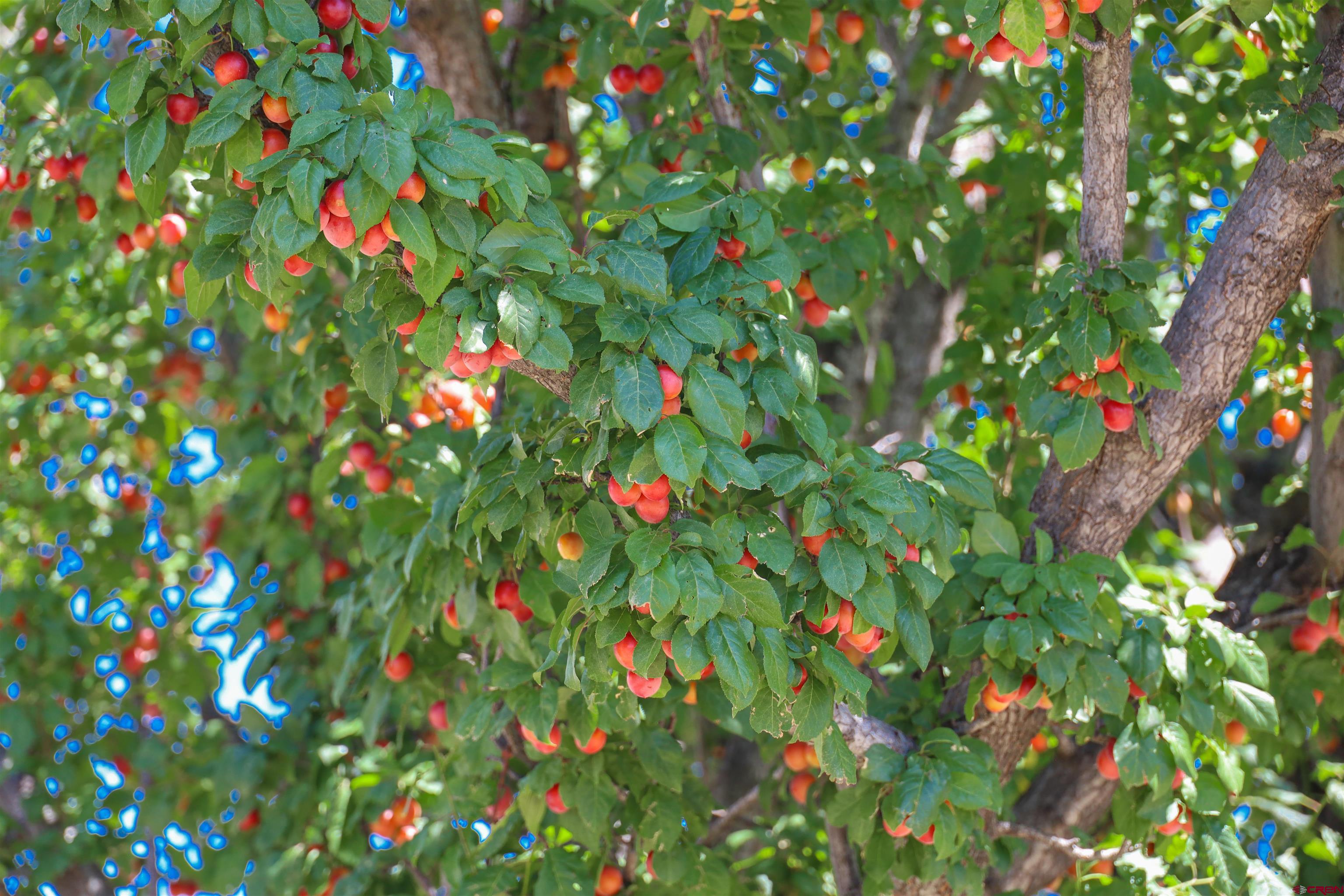 1019 County Road 330 Ignacio, CO 81137 - Photo 14 of 34