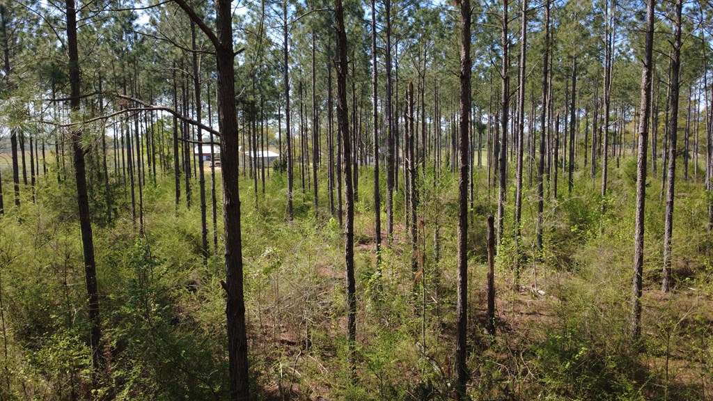 Lot 2 South County Road Slocomb, AL 36375 - Photo 11 of 19