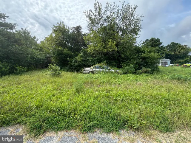 a view of a field with plants in the background