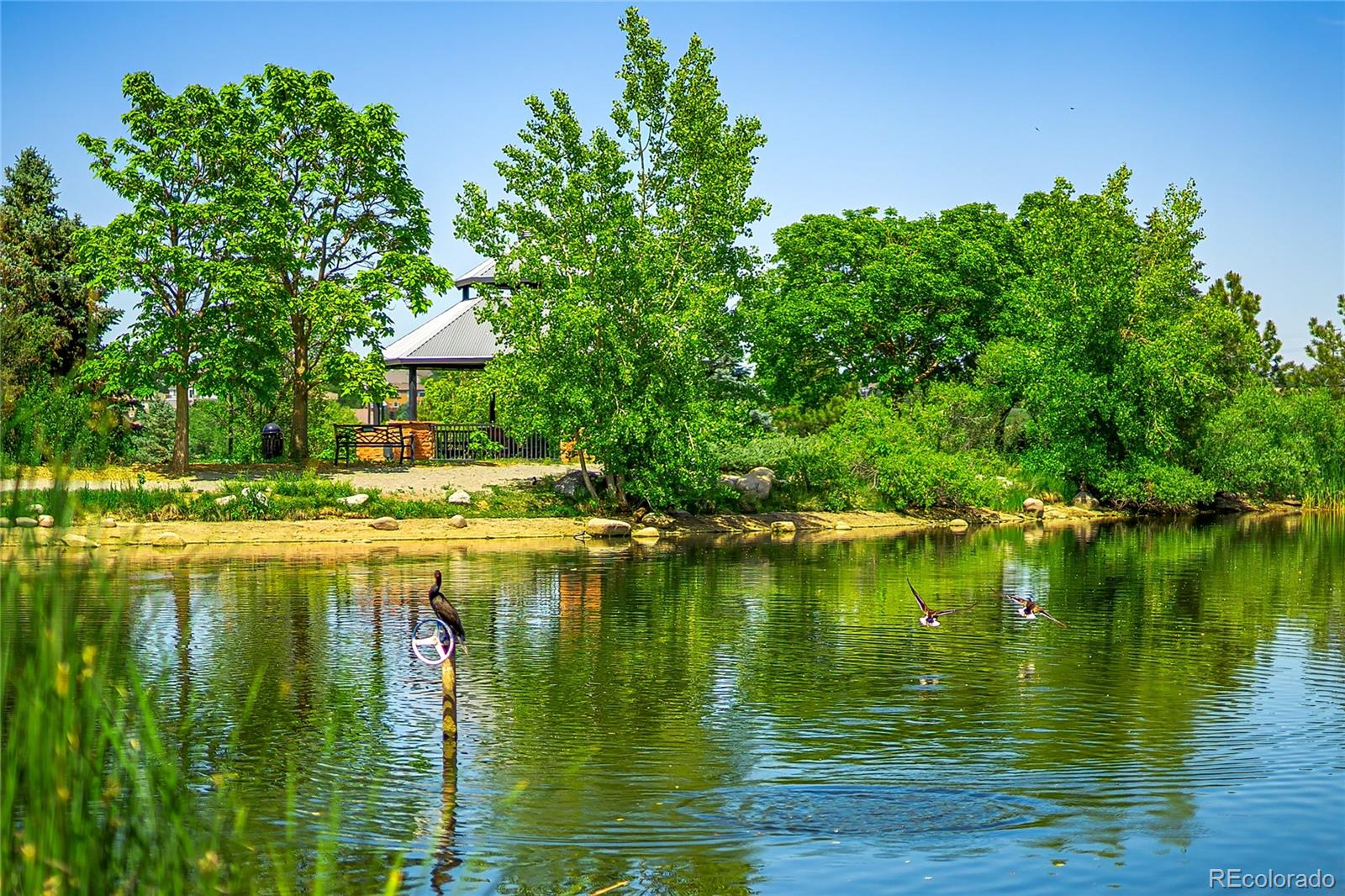 9441 South Hackberry Lane Highlands Ranch, CO 80129 - Photo 50 of 50 a view of a lake with a house in the background