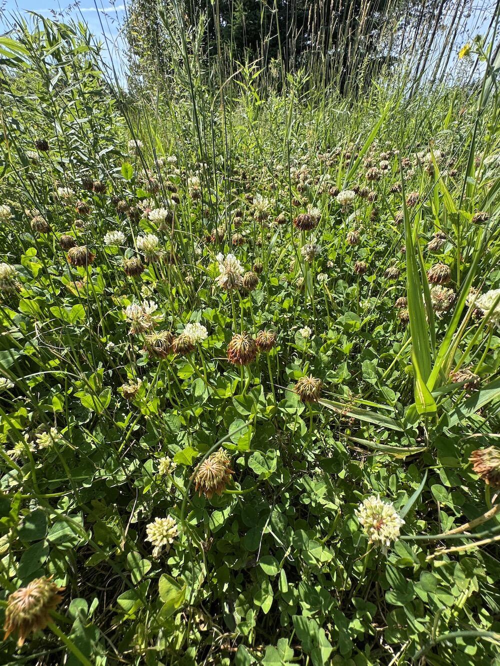 2254 Highway 30 Alger, MI 48610 - Photo 13 of 81 cover12