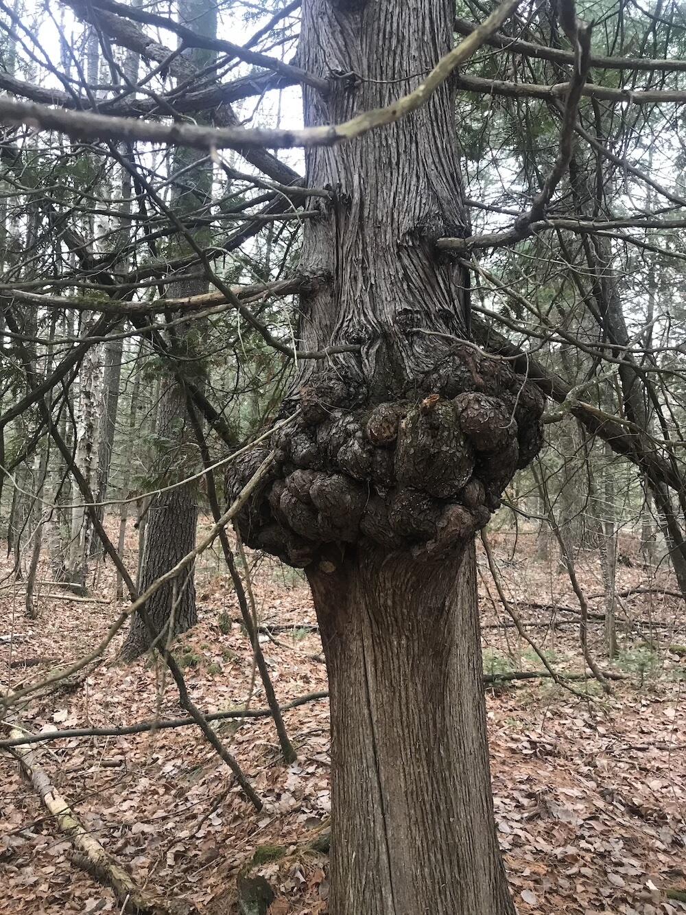 2254 Highway 30 Alger, MI 48610 - Photo 63 of 81 IMG_4523-preview