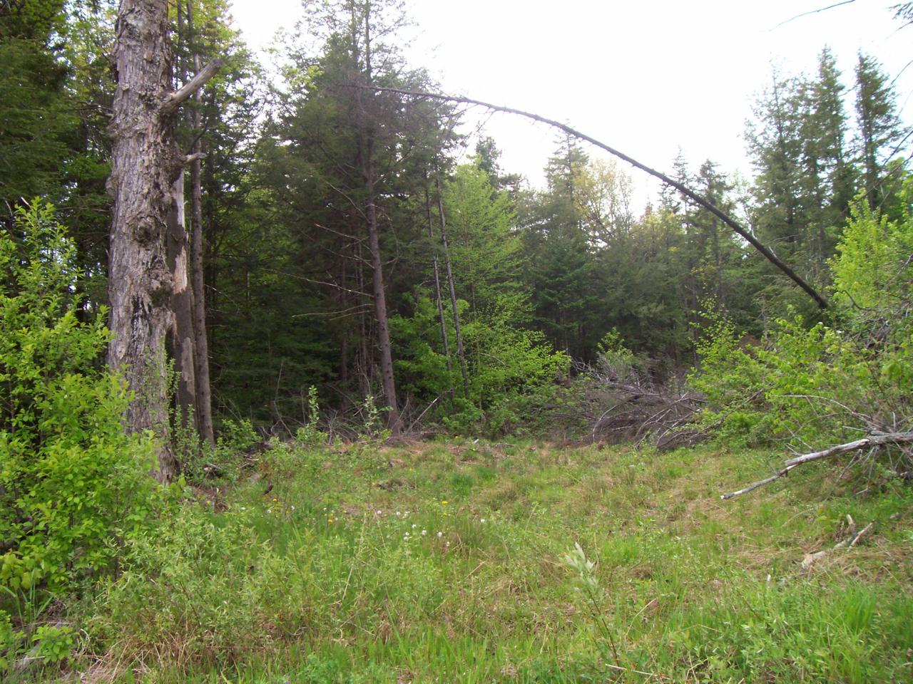 Lot 4 King Hill Road Readsboro, VT 05350 - Photo 2 of 6 a view of a yard with large trees