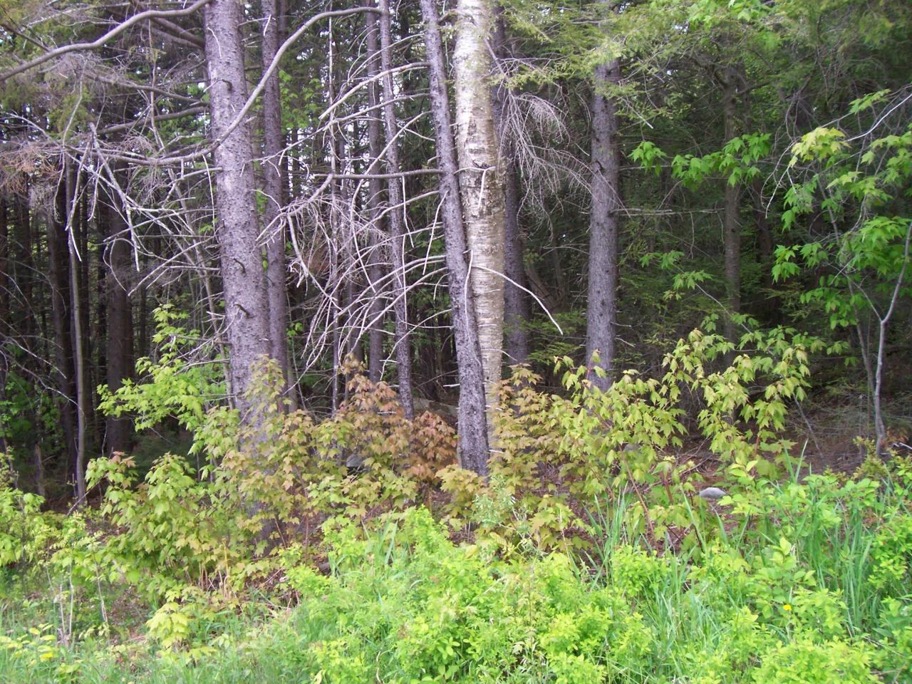 Lot 4 King Hill Road Readsboro, VT 05350 - Photo 3 of 6 a backyard of a house with lots of green space