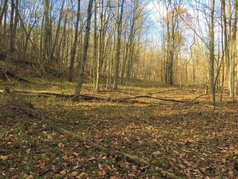 0 Wolman Road Chesterhill, OH 43728 - Photo 22 of 57 Gallery Image 22