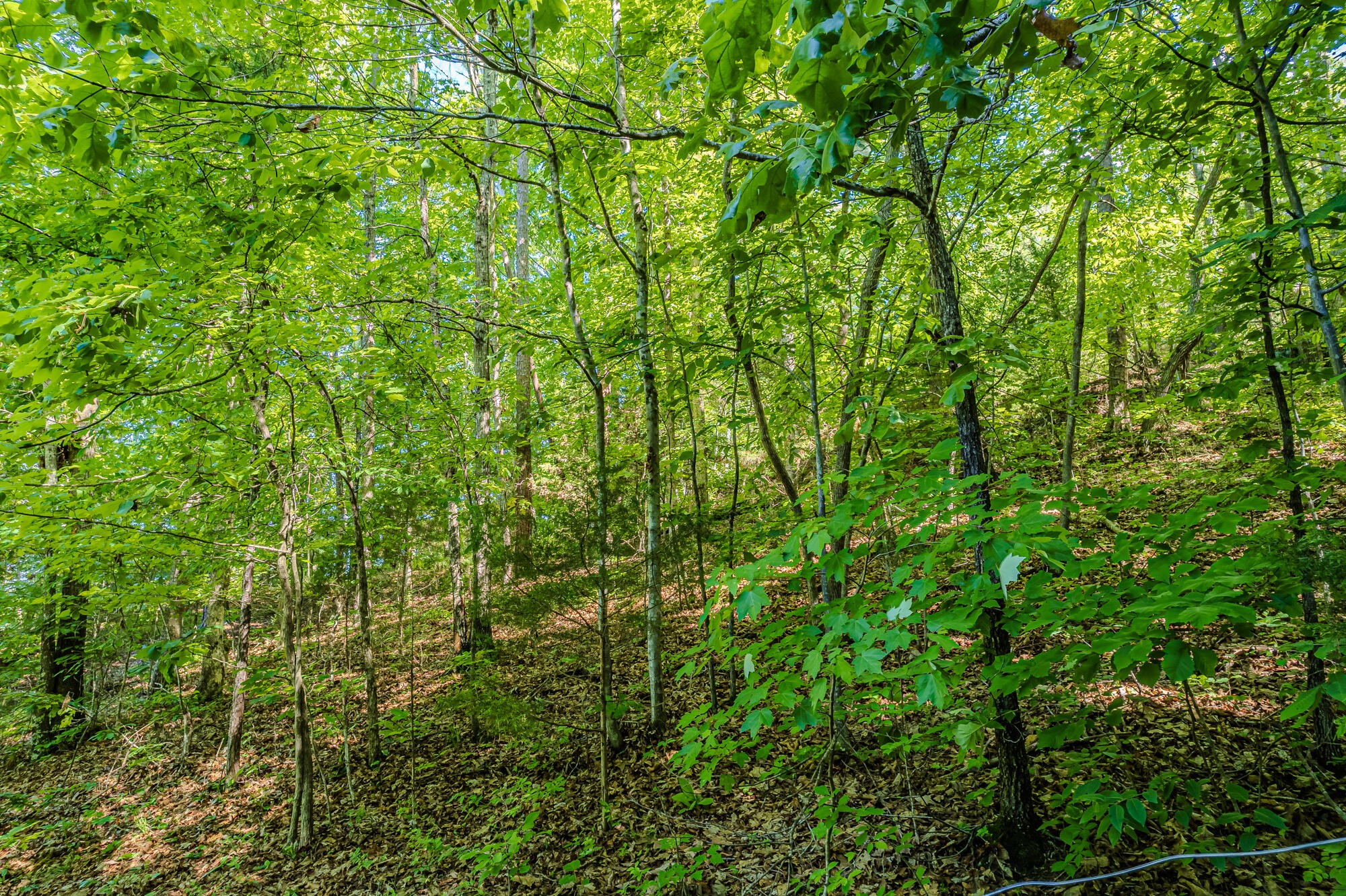 2163 Shiloh Road Decatur, TN 37322 - Photo 6 of 13