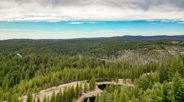 a view of a lush green forest with trees in the background