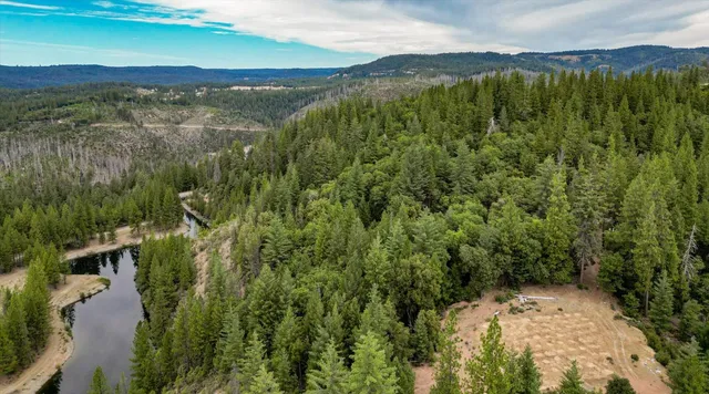 a view of a backyard with large trees and plants