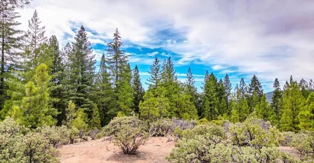 a view of a forest covered with trees