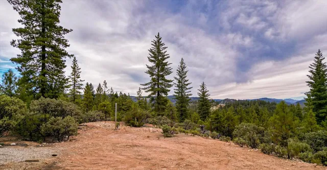 a view of a forest with trees in the background