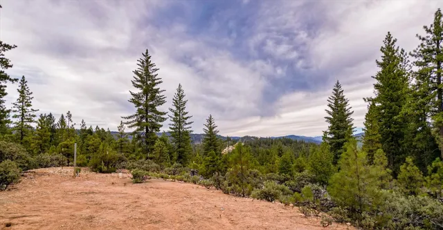 a view of a dry yard with trees