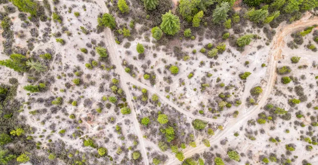 a view of a bunch of trees