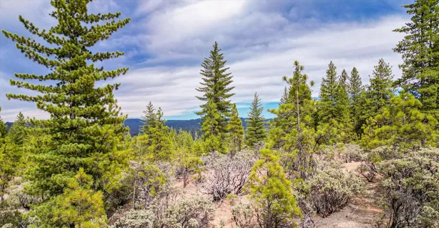a view of a yard covered with trees