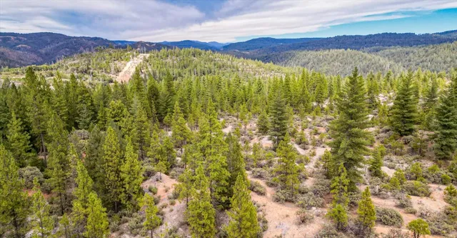 a view of a forest with trees in the background