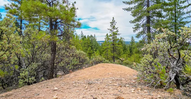 a view of water yard with a tree