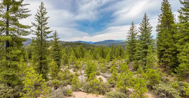a wooden bench with lots of trees