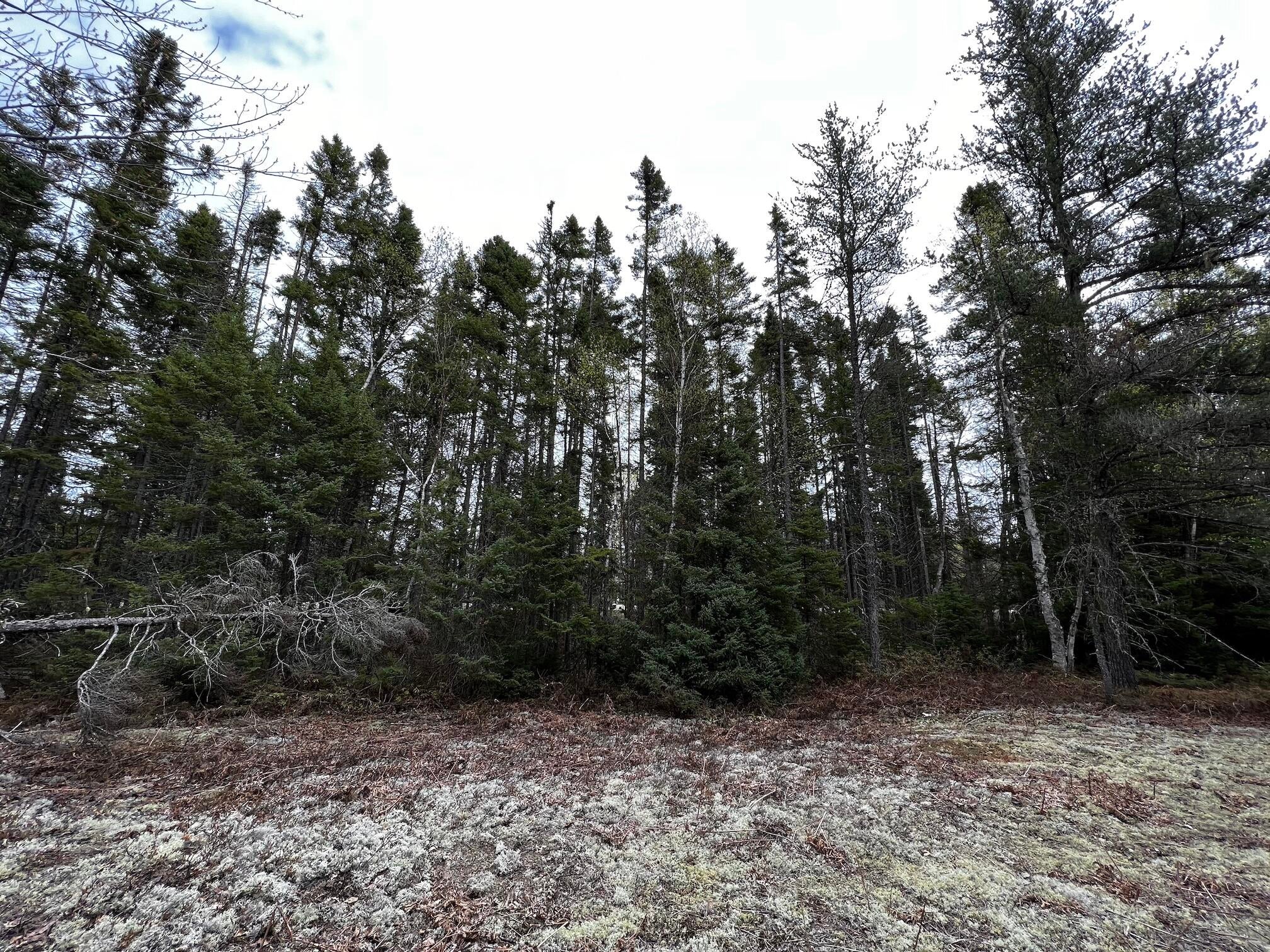 11151 North Whitefish Point Road Paradise, MI 49768 - Photo 10 of 10 Gallery Image 10