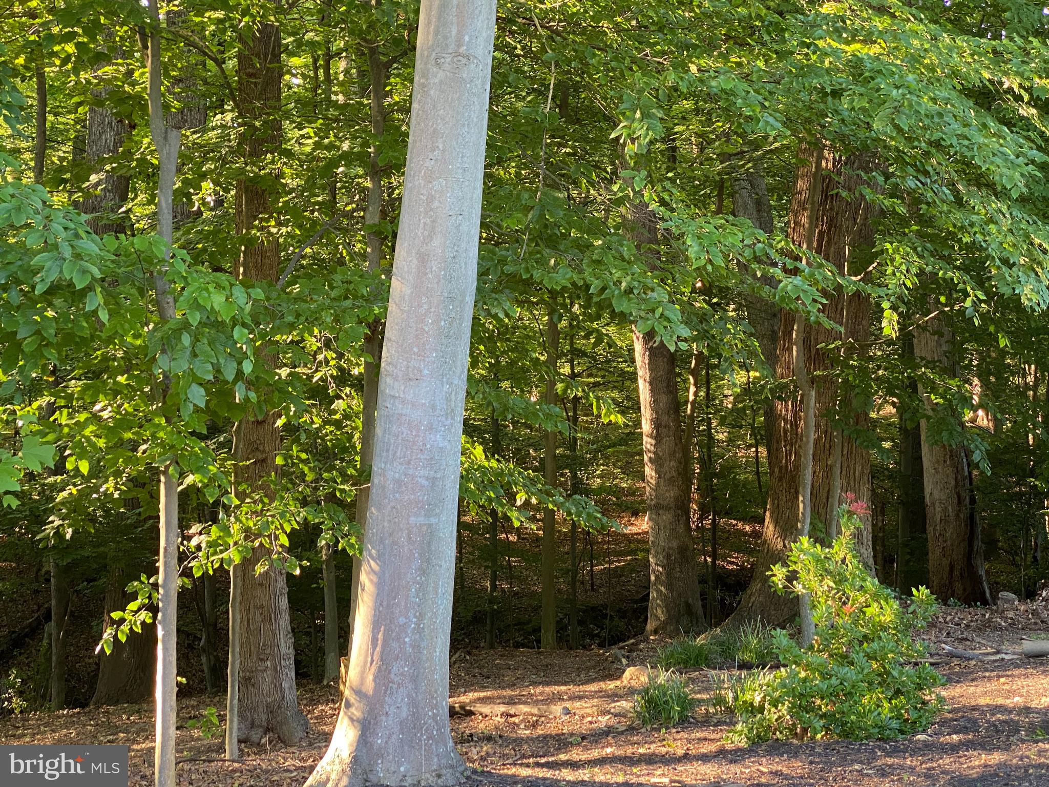 8206 Springfield Village Drive Springfield, VA 22152 - Photo 41 of 46 Private, wooded back yard