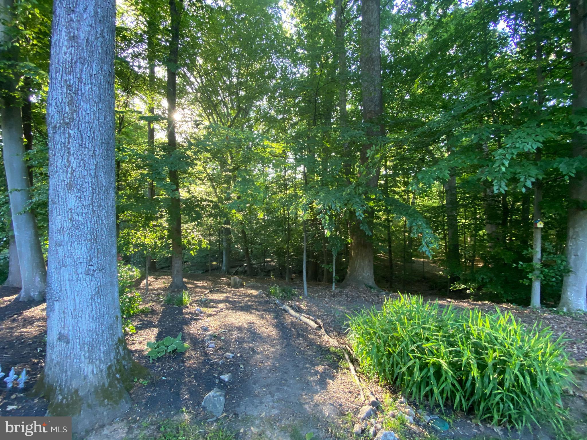8206 Springfield Village Drive Springfield, VA 22152 - Photo 42 of 46 Private, wooded back yard
