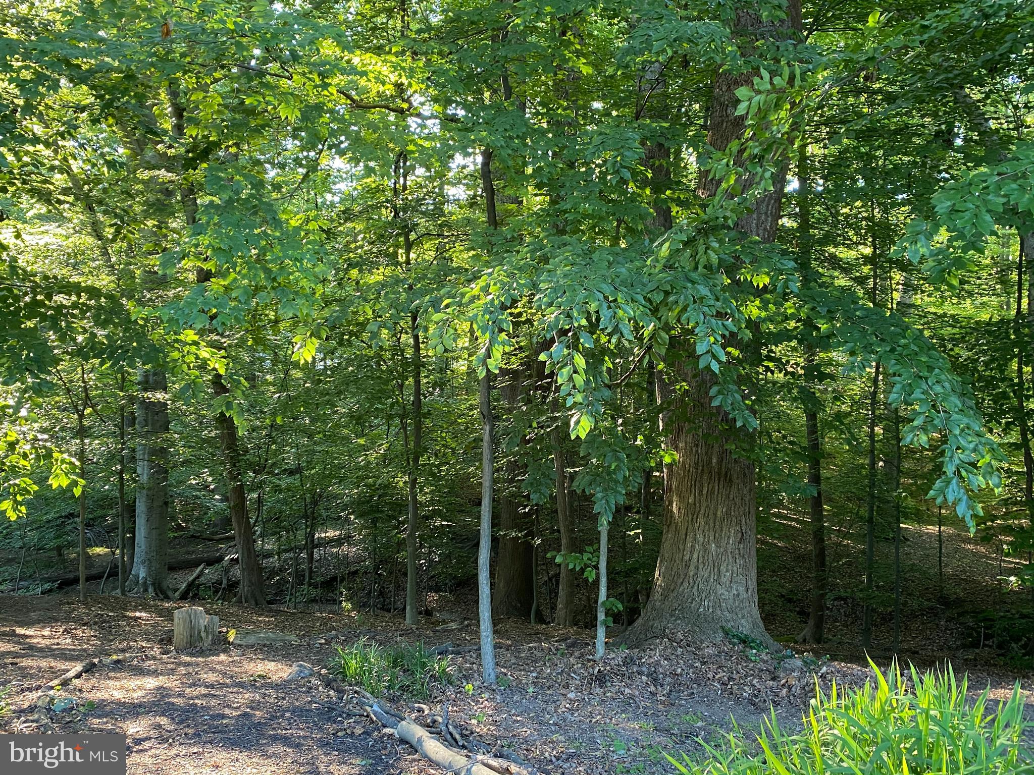 8206 Springfield Village Drive Springfield, VA 22152 - Photo 43 of 46 Private, wooded back yard