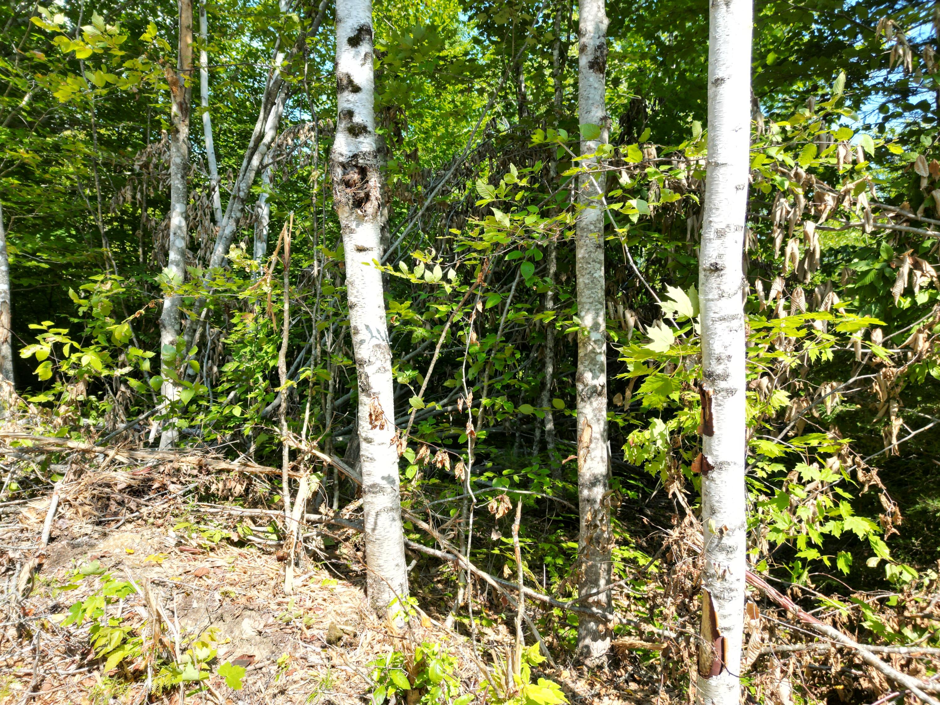 Lot 4 Bear Lane Springfield, ME 04487 - Photo 8 of 13 DJI_0066