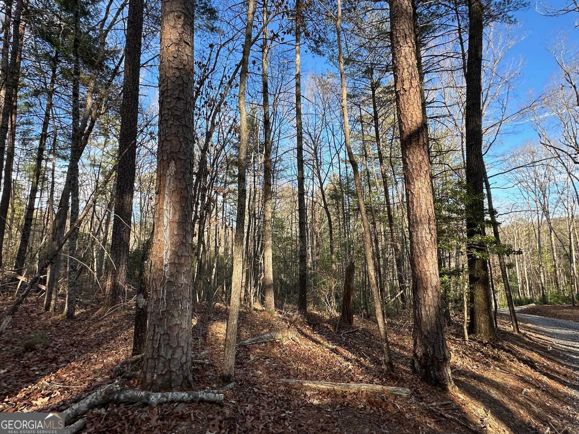 1 Harrison & Ada Road Blue Ridge, GA 30513 - Photo 1 of 1 a view of a forest with trees