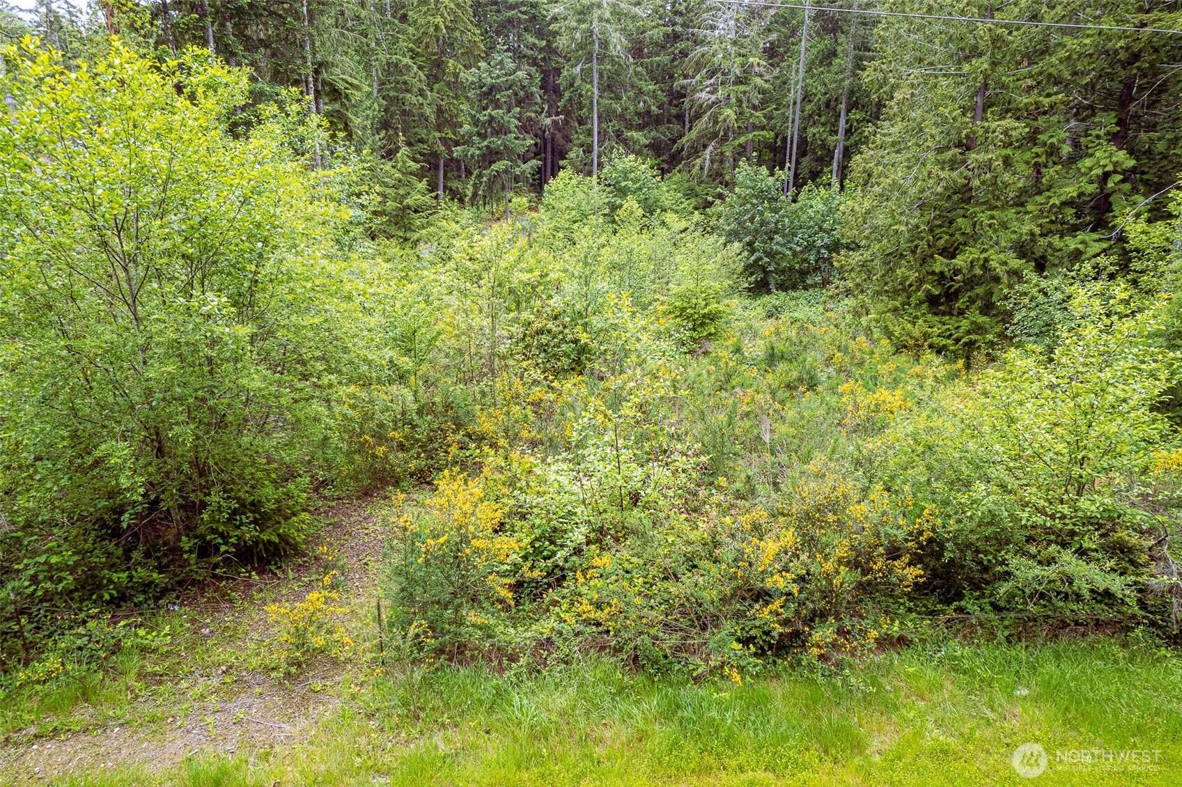 811 Herron Road Northwest Lakebay, WA 98349 - Photo 9 of 11 a view of a lush green forest