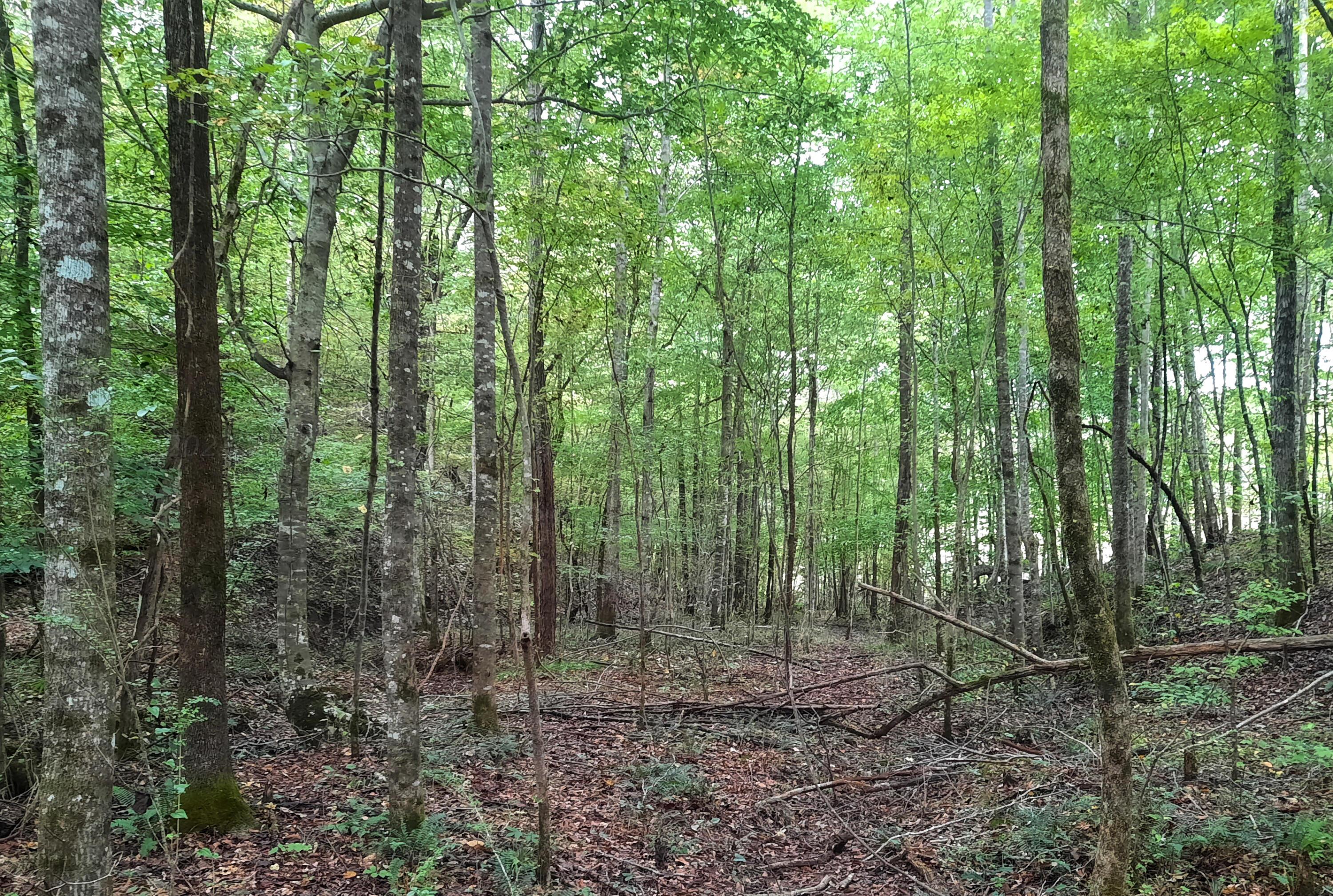 Earnest Chapel Road Oakman, AL 35579 - Photo 5 of 10 Gallery Image 5