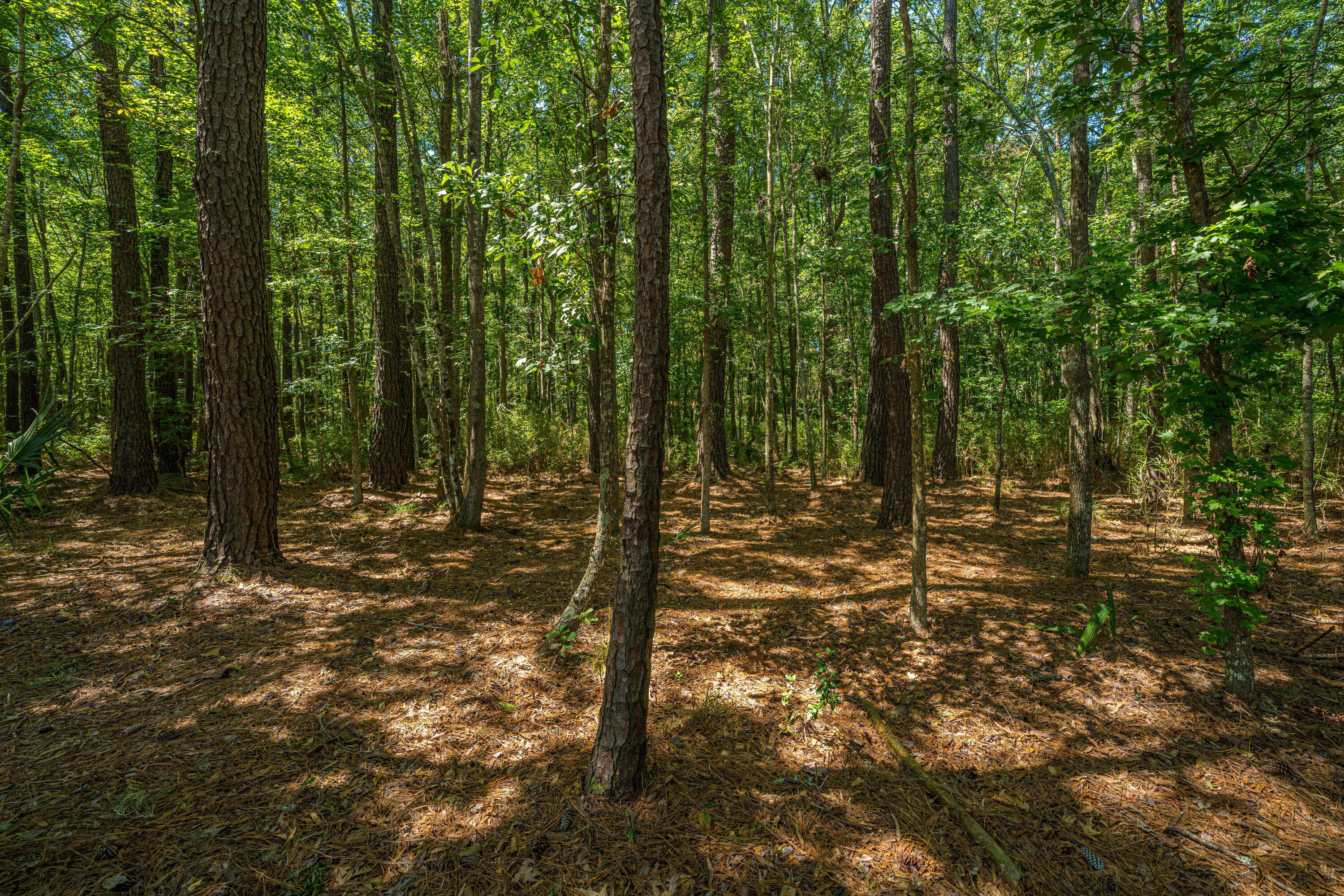 2080 Kings Gate Lane Mount Pleasant, SC 29466 - Photo 34 of 36 Wooded Backdrop