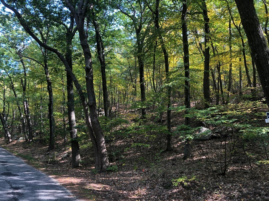 0 Under Pin Hill Road Harvard, MA 01451 - Photo 1 of 2 a view of a forest with trees