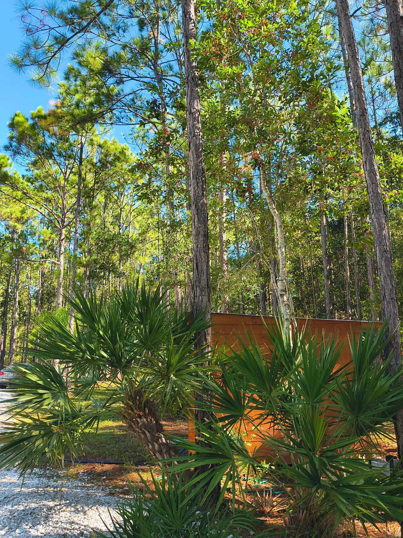 2130 Carter Road St. Augustine, FL 32084 - Photo 51 of 67 View of yard