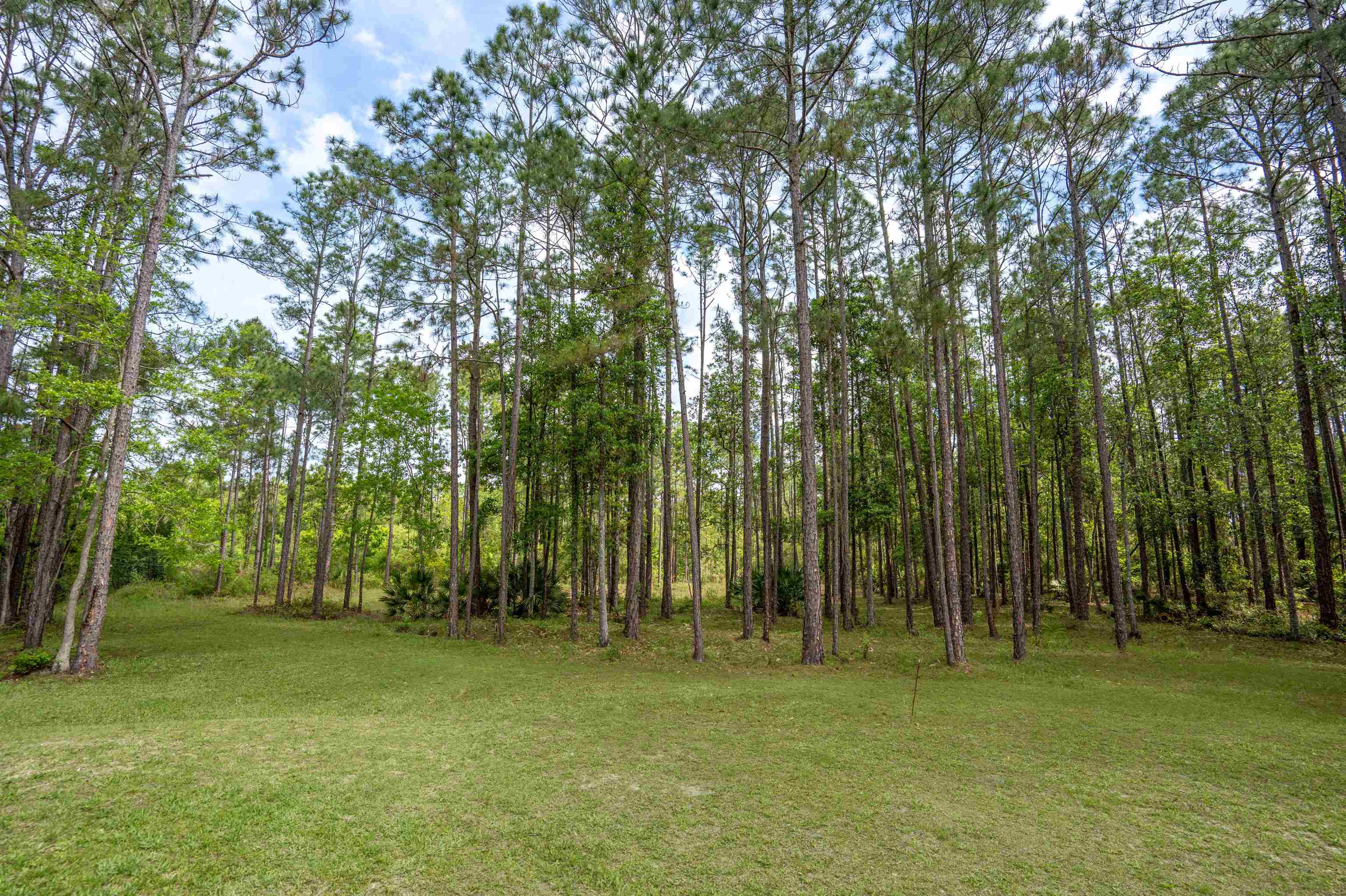 2130 Carter Road St. Augustine, FL 32084 - Photo 52 of 67 View of grassy yard with a view of trees