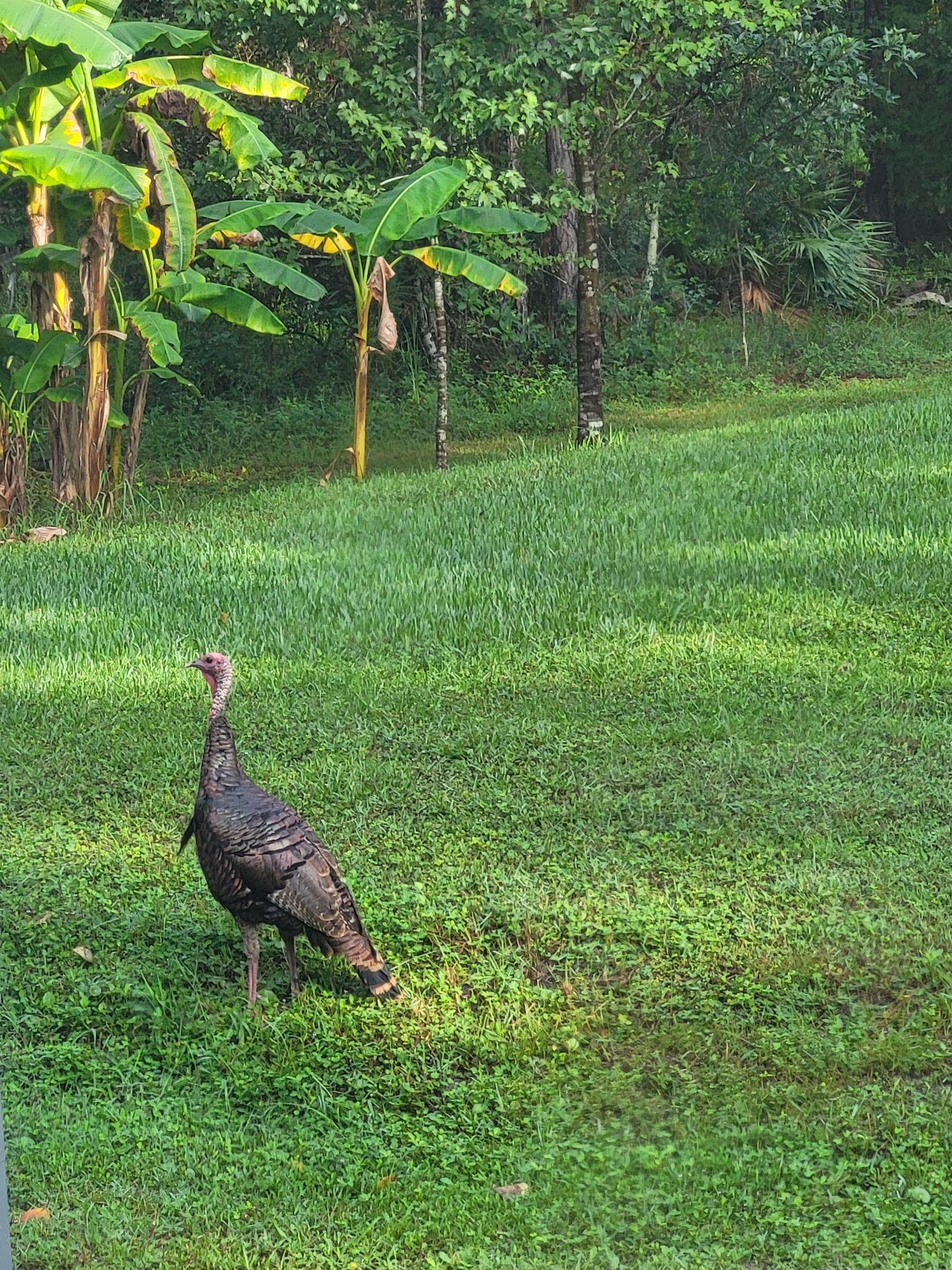 2130 Carter Road St. Augustine, FL 32084 - Photo 64 of 67 View of green lawn
