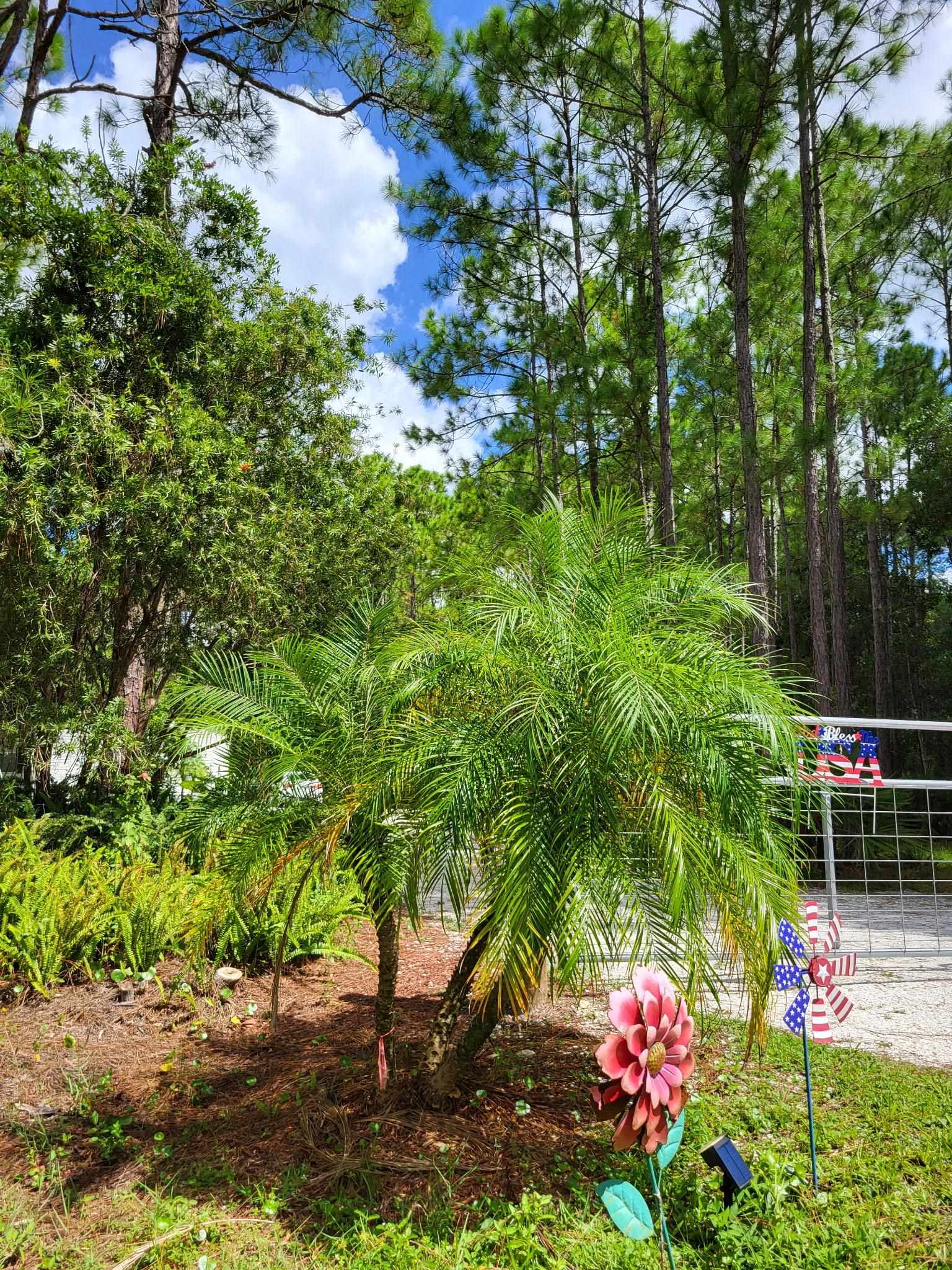 2130 Carter Road St. Augustine, FL 32084 - Photo 66 of 67 View of yard