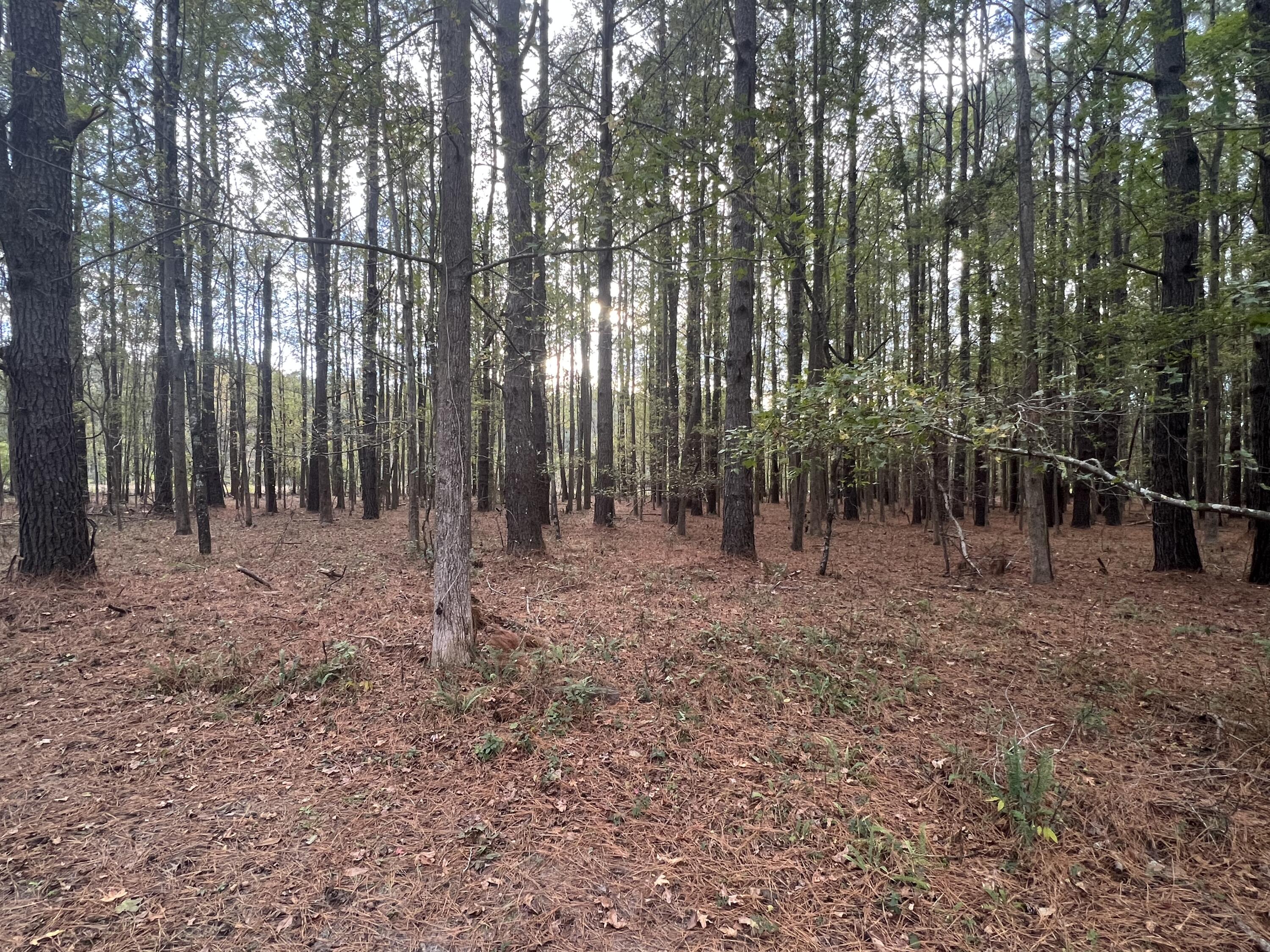 9595 Bell's Highway Ruffin, SC 29475 - Photo 16 of 23 EA9A0333-D73A-4F63-BD83-CDB5C90D516D